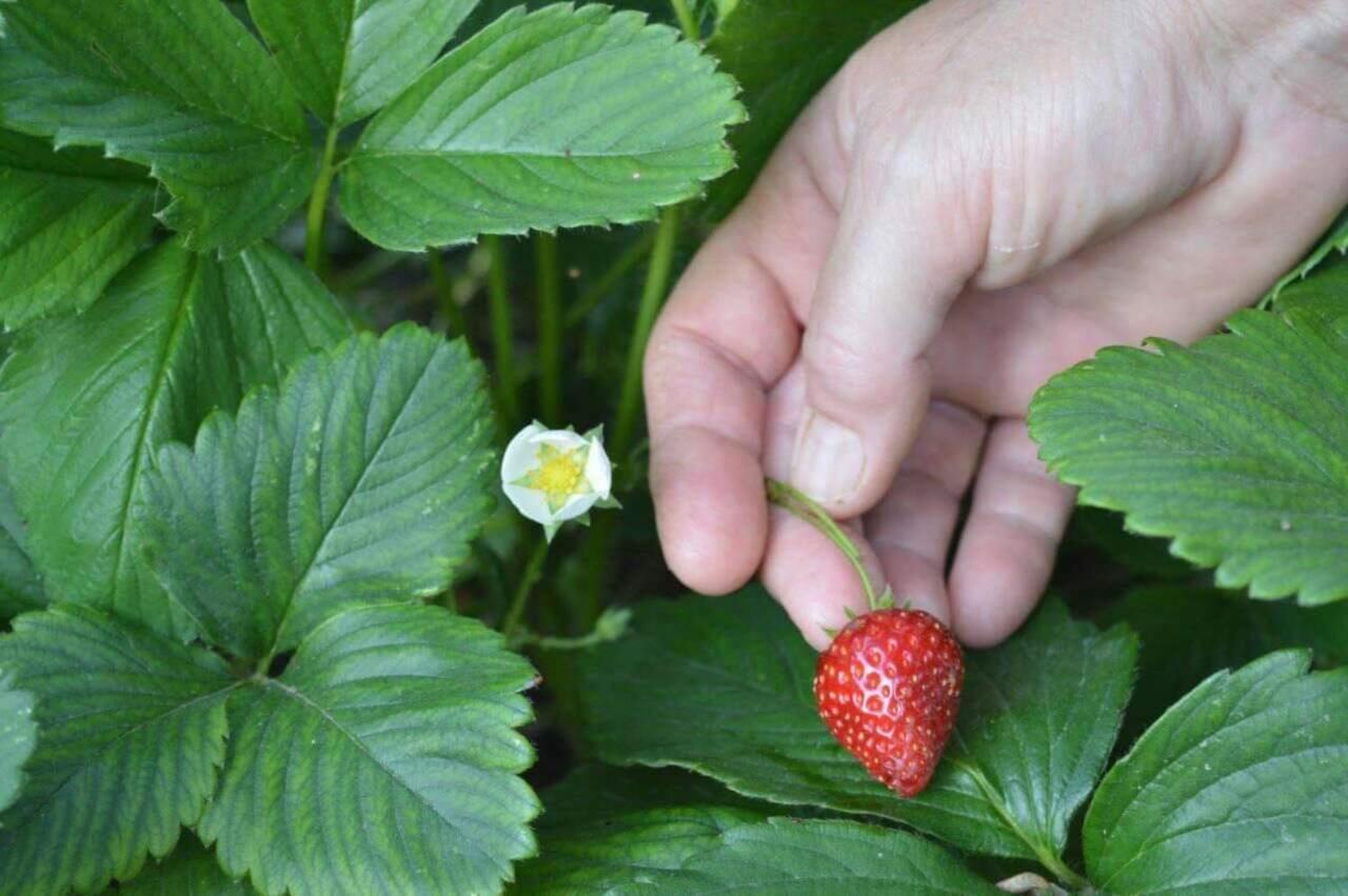 شقة Sunny Garden بلاتاريا المظهر الخارجي الصورة